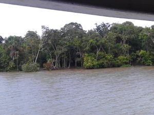 La foresta che da sul Rio delle Amazzoni
