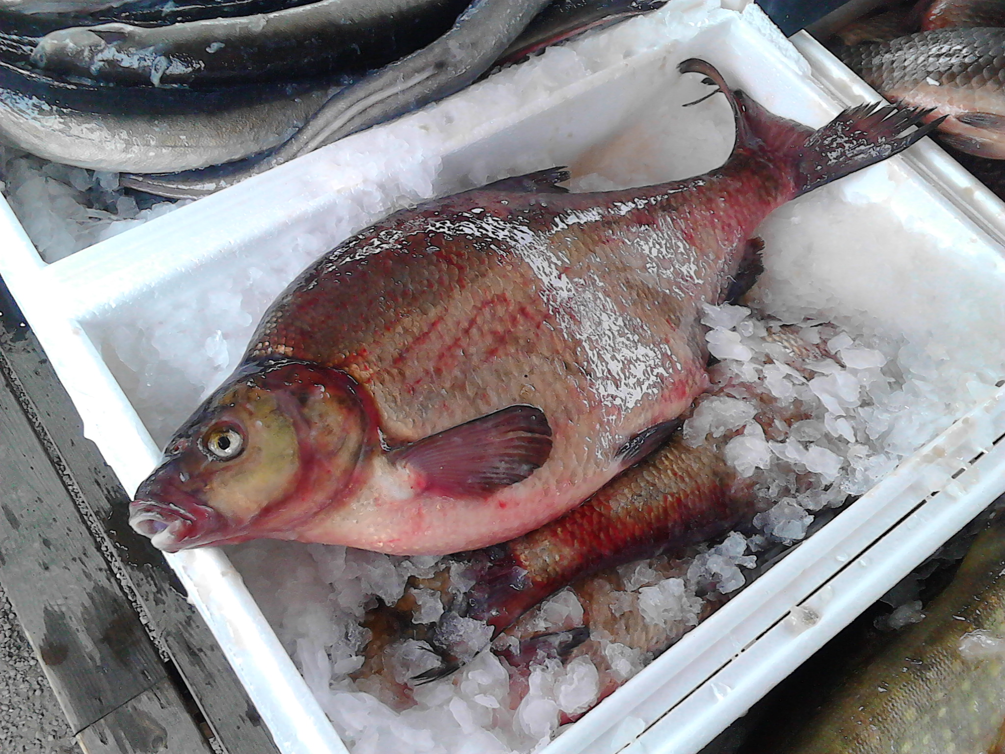 Pesce del Baltico 